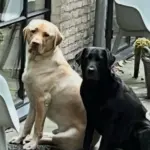 labrador